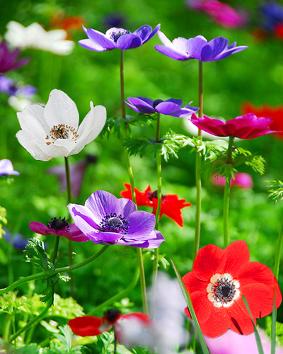 ANEMONE CORONARIA DE CAEN MIX 100 kusov